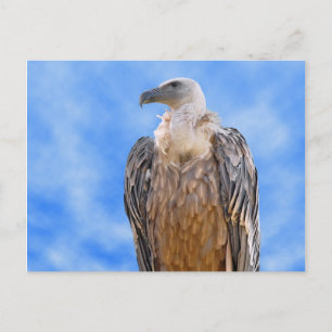 Griffon-Geier Postkarte