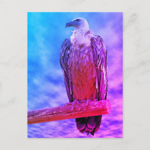 Griffon-Geier Postkarte