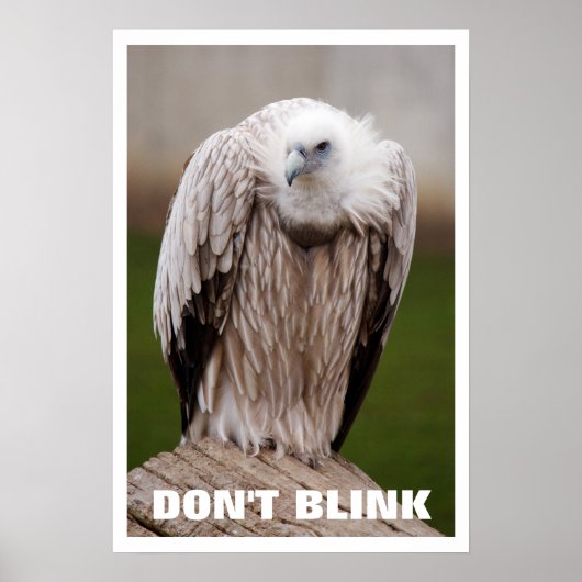 Griffon Vulture, blinzelt nicht Poster (Vorne)