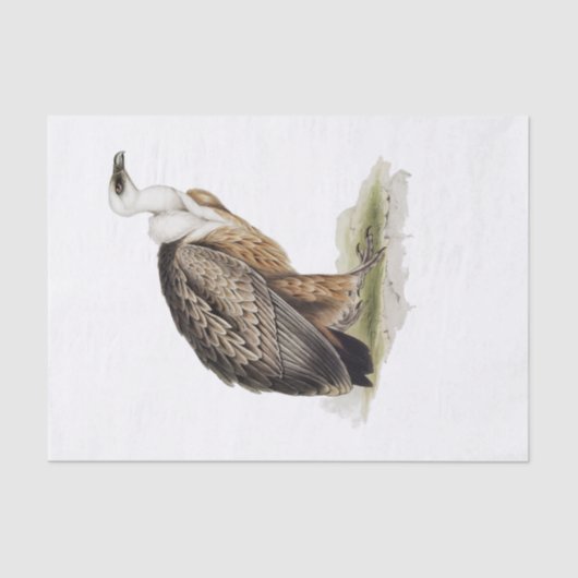 Griffon Vulture Decoupage Seidenpapier (Vorderseite)