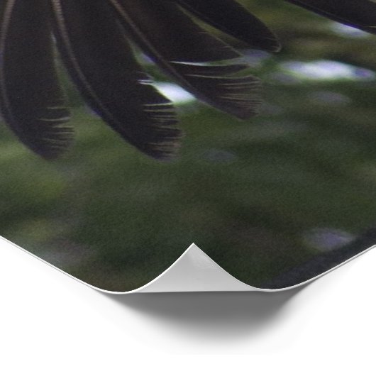 Griffon Vulture Poster (Ecke)