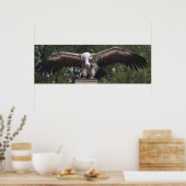 Griffon Vulture Poster (Küche)