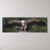 Griffon Vulture Poster (Vorne)
