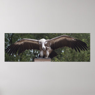 Griffon Vulture Poster