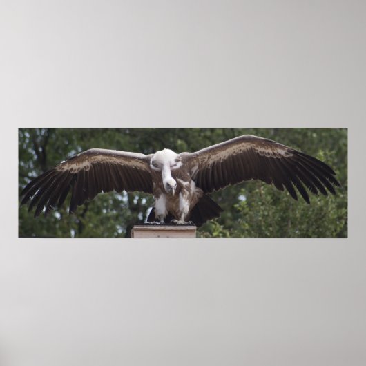 Griffon Vulture Poster (Vorne)