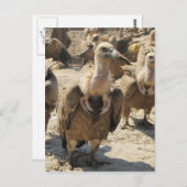 Griffon Vulture Postkarte (Vorne/Hinten)