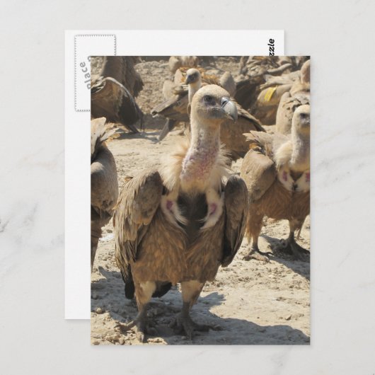 Griffon Vulture Postkarte (Vorne/Hinten)