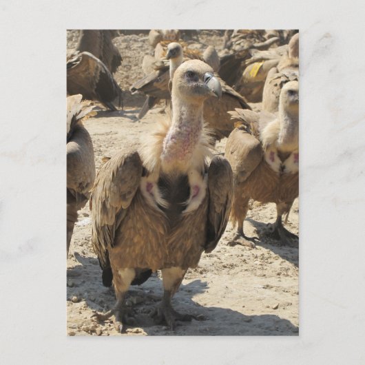 Griffon Vulture Postkarte (Vorderseite)