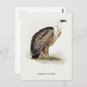 Griffon Vulture Postkarte (Vorne/Hinten)
