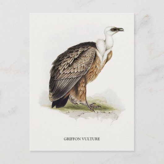 Griffon Vulture Postkarte (Vorderseite)
