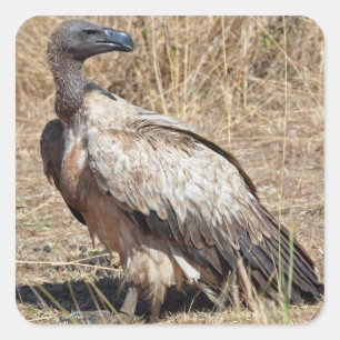 Griffon Vulture Sticker