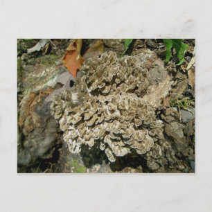 Grifola frondosa Pilz Postkarte