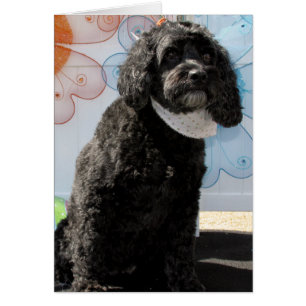 Grille - Cockerspaniel-Pudel -4