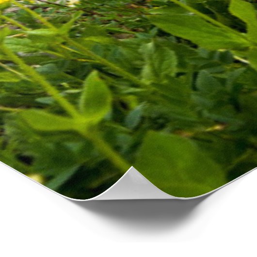 Grinnell Glacier Poster (Ecke)