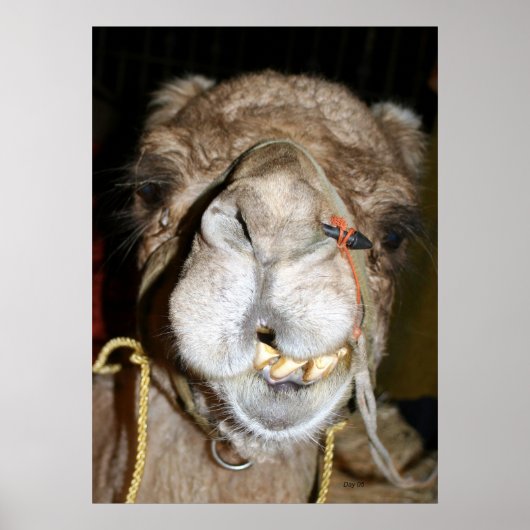 Grinning Camel Poster (Vorne)