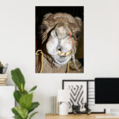 Grinning Camel Poster (Heimbüro)