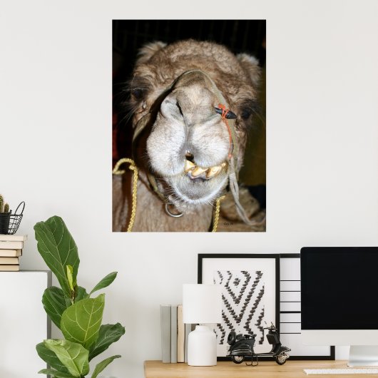 Grinning Camel Poster (Heimbüro)
