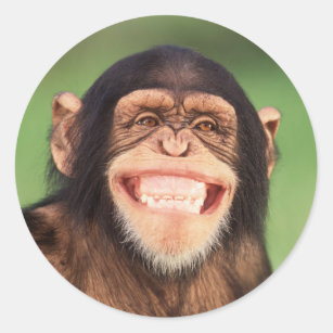 Grinsender Schimpanse Getty Bild-  Runder Aufkleber