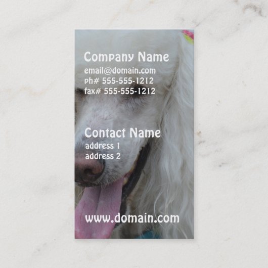 Grinsender weißer Standardpudel Visitenkarte (Vorderseite)