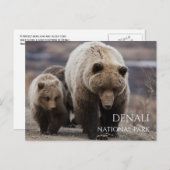 Grizzle Bären Sow, Cubs, Denali National Park, AK Postkarte (Vorne/Hinten)