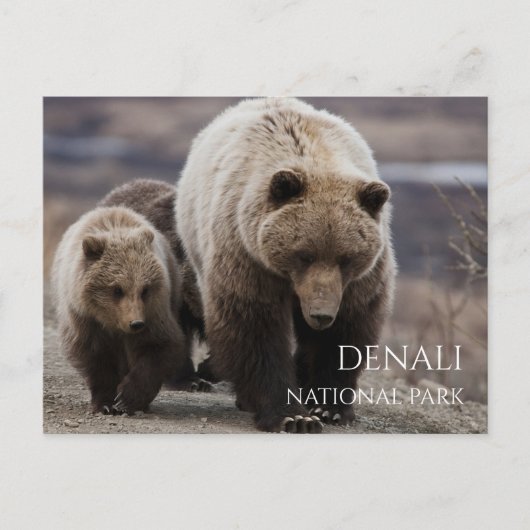 Grizzle Bären Sow, Cubs, Denali National Park, AK Postkarte (Vorderseite)