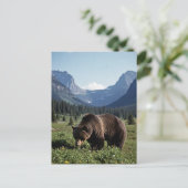 Grizzle Bear im Glacier National Park Travel Postkarte (Stehend Vorderseite)