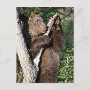 Grizzles Bären auf einem Baum Postkarte