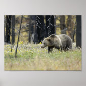 Grizzles Bären im Feld Poster (Vorne)