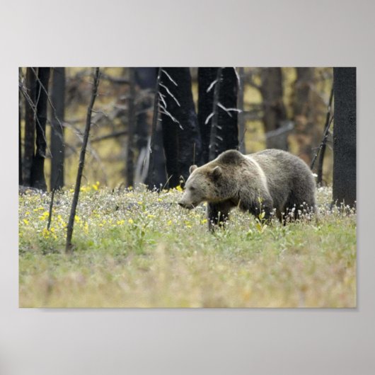 Grizzles Bären im Feld Poster (Vorne)