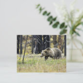 Grizzles Bären in Field im Yellowstone Nationalpar Postkarte (Stehend Vorderseite)