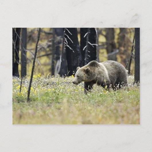 Grizzles Bären in Field im Yellowstone Nationalpar Postkarte (Vorderseite)