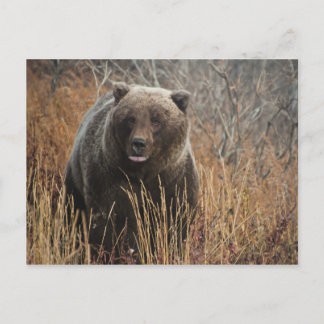 Grizzles Bären mit Blueberry Lips Postkarte
