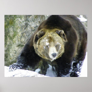 Grizzles Bärenportrait im Schnee Poster