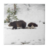 Grizzles im Schnee Fliese (Vorderseite)