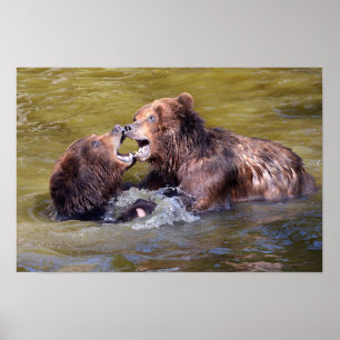 Grizzles im Wasser Poster