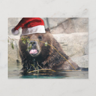 Grizzley Bear in einer Weihnachtsmannmütze Feiertagspostkarte