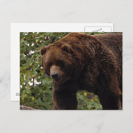 Grizzly-Bär-005 Postkarte (Vorne/Hinten)