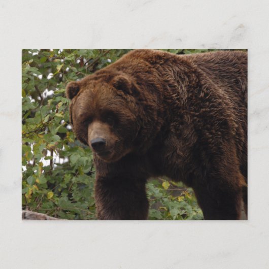Grizzly-Bär-005 Postkarte (Vorderseite)