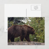 Grizzly-Bär-007 Postkarte (Vorne/Hinten)
