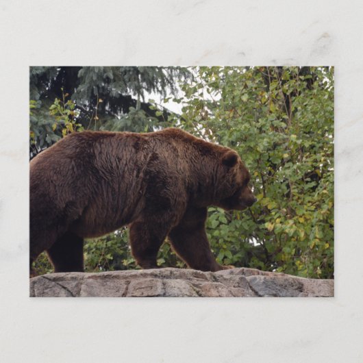 Grizzly-Bär-007 Postkarte (Vorderseite)