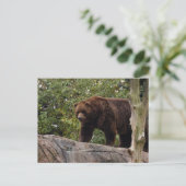 Grizzly-Bär-013 Postkarte (Stehend Vorderseite)