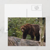 Grizzly-Bär-013 Postkarte (Vorne/Hinten)