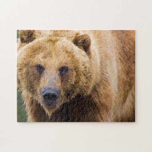 Grizzly-Bär nah genug Puzzle (Horizontal)