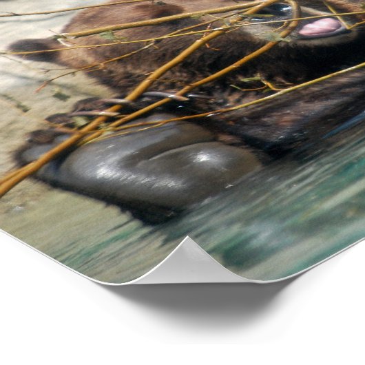 Grizzly Bär spielt im Wasser Poster (Ecke)
