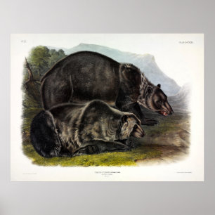 Grizzly Bär (Ursus arctos horribilis) von Audubon Poster