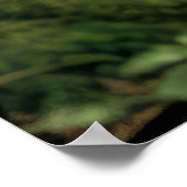 Grizzly Bear Animal Nature Majestic Wild Poster (Ecke)