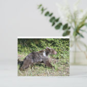 Grizzly Bear auf der Flucht Postkarte (Stehend Vorderseite)