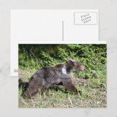 Grizzly Bear auf der Flucht Postkarte (Vorne/Hinten)