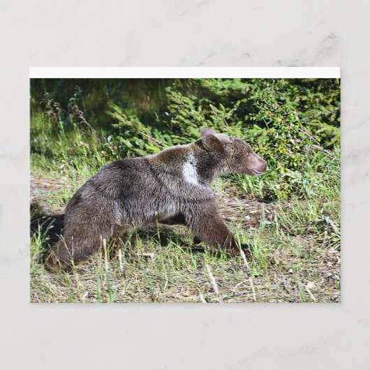Grizzly Bear auf der Flucht Postkarte (Vorderseite)
