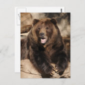 Grizzly Bear Boar Postkarte (Vorne/Hinten)